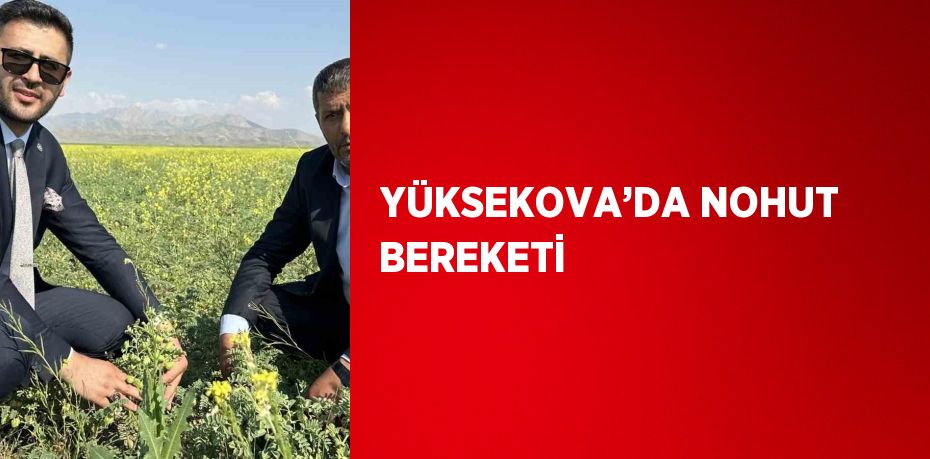 YÜKSEKOVA’DA NOHUT BEREKETİ