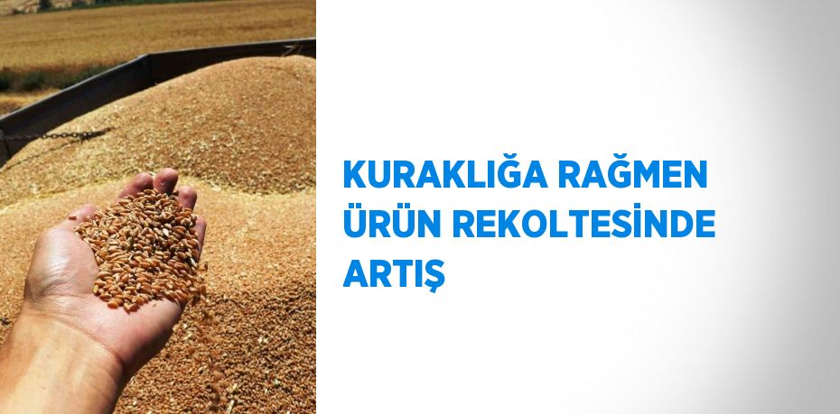 KURAKLIĞA RAĞMEN ÜRÜN REKOLTESİNDE ARTIŞ