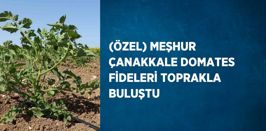 (ÖZEL) MEŞHUR ÇANAKKALE DOMATES FİDELERİ TOPRAKLA BULUŞTU