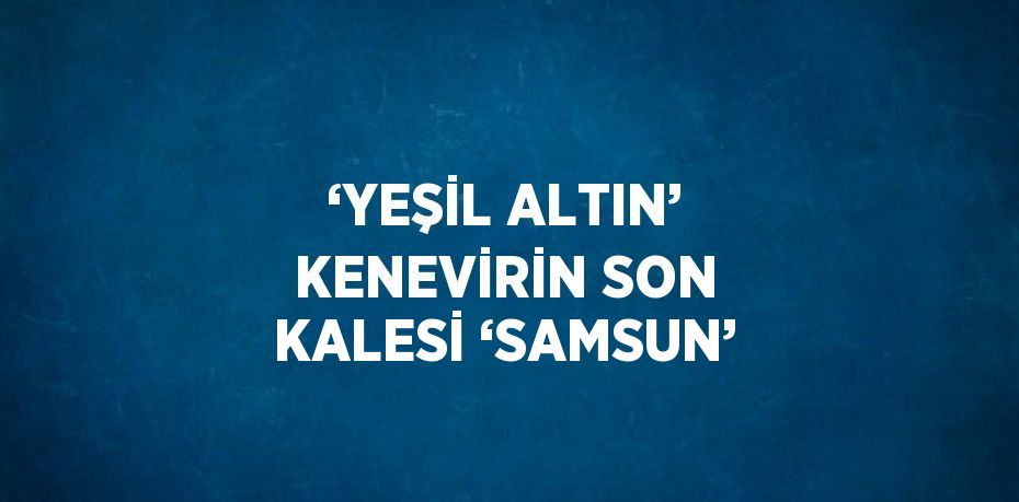 ‘YEŞİL ALTIN’ KENEVİRİN SON KALESİ ‘SAMSUN’