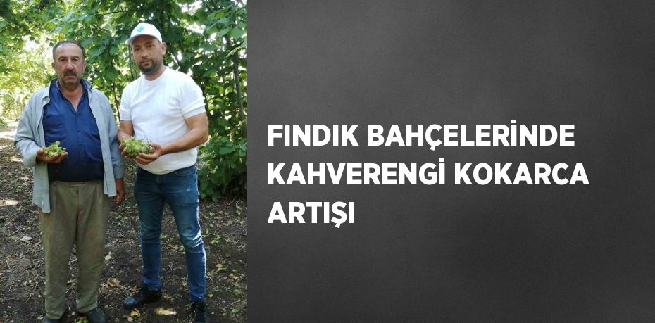 FINDIK BAHÇELERİNDE KAHVERENGİ KOKARCA ARTIŞI