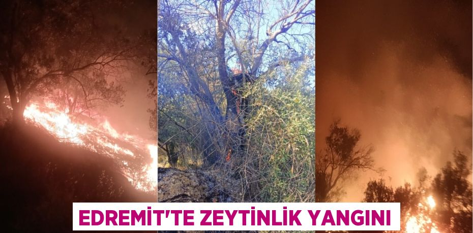 Edremit’te zeytinlik yangını