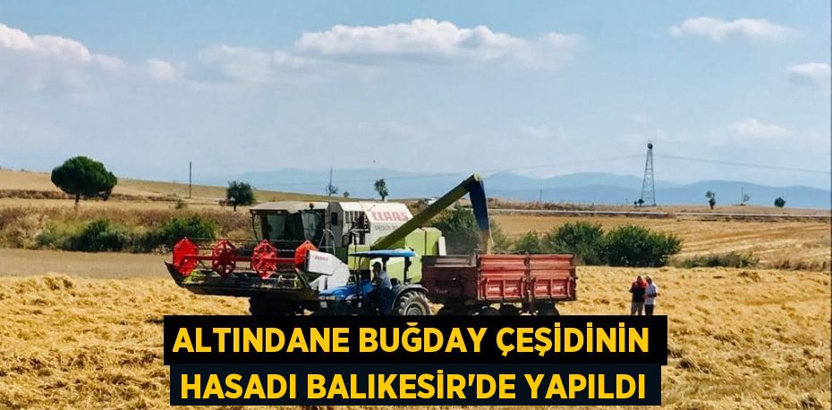 ALTINDANE BUĞDAY ÇEŞİDİNİN HASADI BALIKESİR’DE YAPILDI