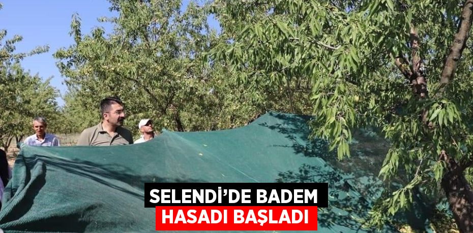 SELENDİ’DE BADEM HASADI BAŞLADI