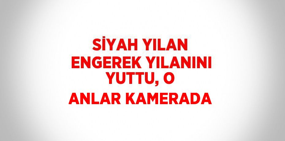 SİYAH YILAN ENGEREK YILANINI YUTTU, O ANLAR KAMERADA