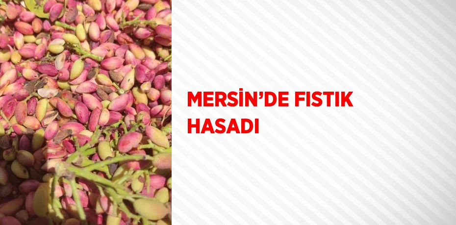 MERSİN’DE FISTIK HASADI