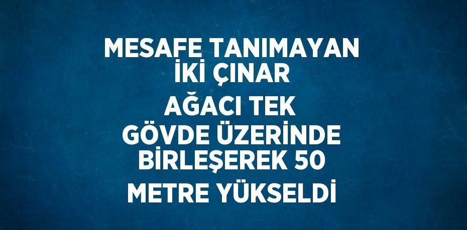 MESAFE TANIMAYAN İKİ ÇINAR AĞACI TEK GÖVDE ÜZERİNDE BİRLEŞEREK 50 METRE YÜKSELDİ