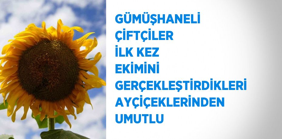 GÜMÜŞHANELİ ÇİFTÇİLER İLK KEZ EKİMİNİ GERÇEKLEŞTİRDİKLERİ AYÇİÇEKLERİNDEN UMUTLU