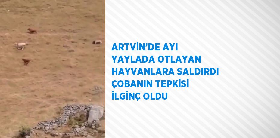 ARTVİN’DE AYI YAYLADA OTLAYAN HAYVANLARA SALDIRDI ÇOBANIN TEPKİSİ İLGİNÇ OLDU