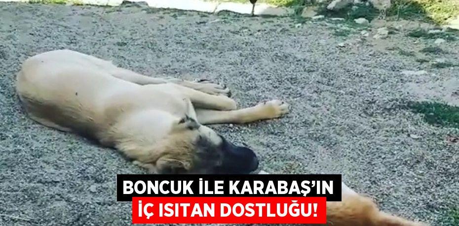 BONCUK İLE KARABAŞ’IN İÇ ISITAN DOSTLUĞU!