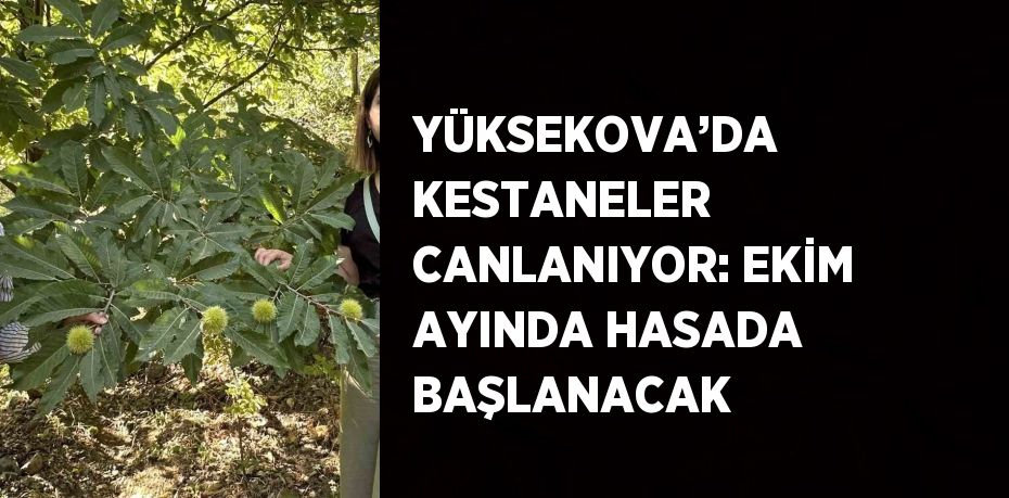 YÜKSEKOVA’DA KESTANELER CANLANIYOR: EKİM AYINDA HASADA BAŞLANACAK