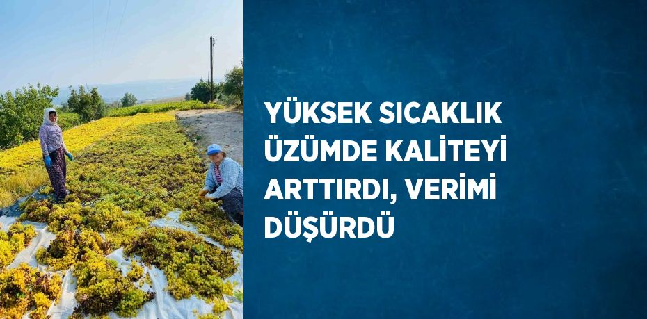 YÜKSEK SICAKLIK ÜZÜMDE KALİTEYİ ARTTIRDI, VERİMİ DÜŞÜRDÜ