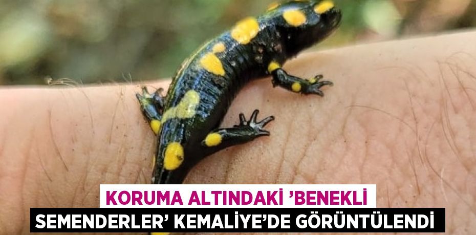 KORUMA ALTINDAKİ ’BENEKLİ SEMENDERLER’ KEMALİYE’DE GÖRÜNTÜLENDİ