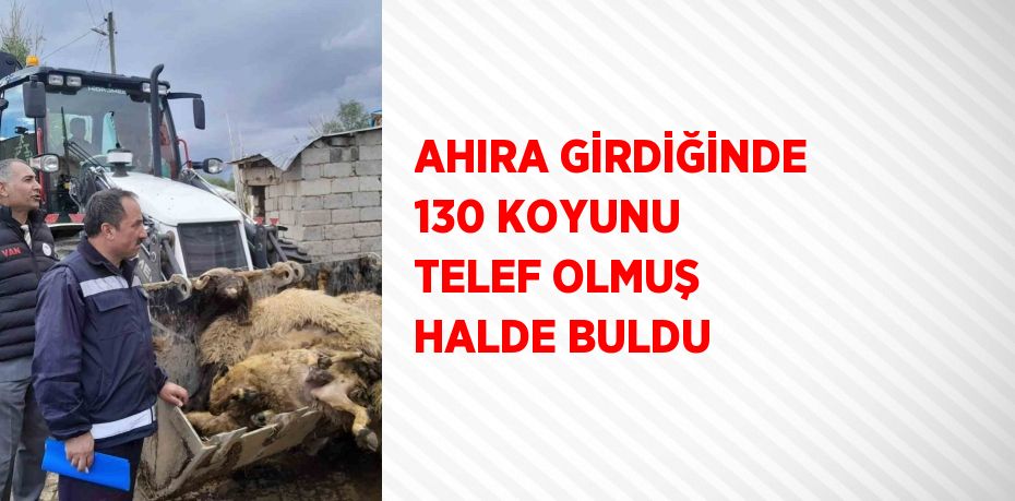 AHIRA GİRDİĞİNDE 130 KOYUNU TELEF OLMUŞ HALDE BULDU