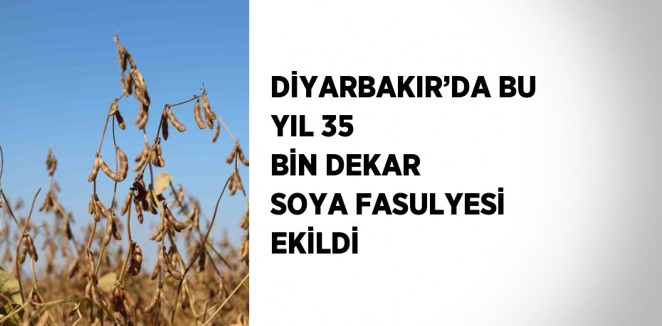 DİYARBAKIR’DA BU YIL 35 BİN DEKAR SOYA FASULYESİ EKİLDİ