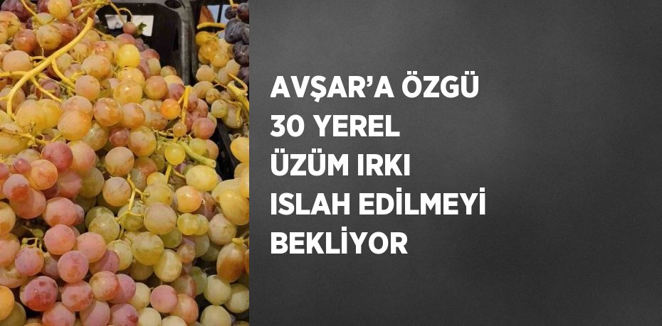 AVŞAR’A ÖZGÜ 30 YEREL ÜZÜM IRKI ISLAH EDİLMEYİ BEKLİYOR