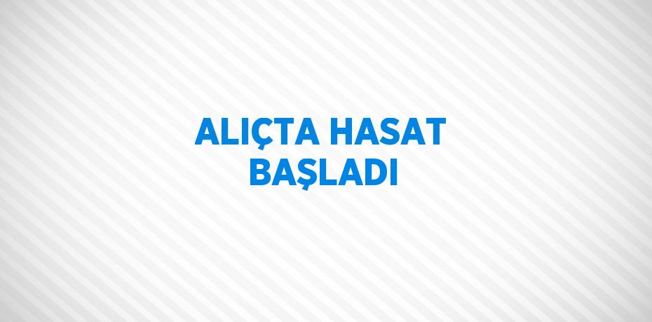 ALIÇTA HASAT BAŞLADI