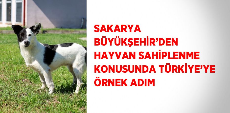 SAKARYA BÜYÜKŞEHİR’DEN HAYVAN SAHİPLENME KONUSUNDA TÜRKİYE’YE ÖRNEK ADIM