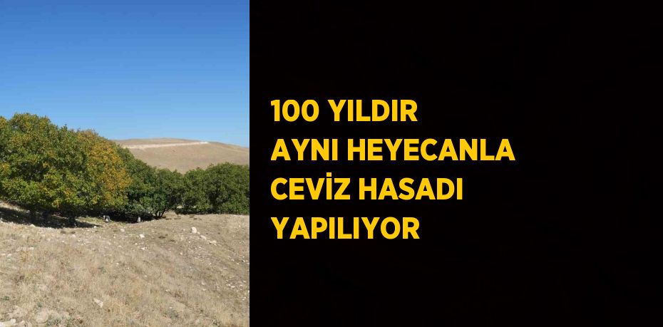 100 YILDIR AYNI HEYECANLA CEVİZ HASADI YAPILIYOR