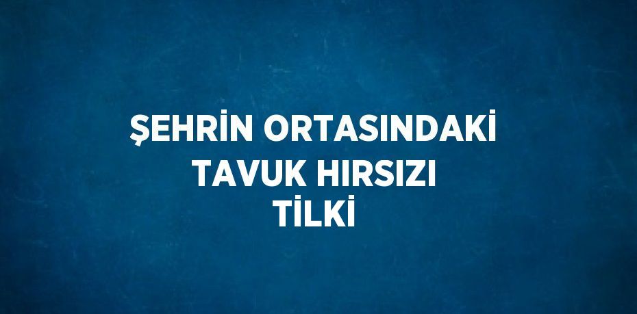 ŞEHRİN ORTASINDAKİ TAVUK HIRSIZI TİLKİ