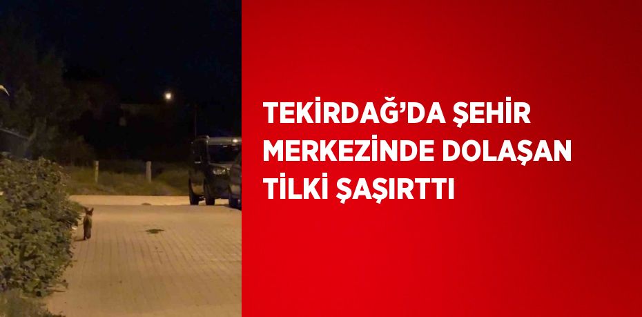 TEKİRDAĞ’DA ŞEHİR MERKEZİNDE DOLAŞAN TİLKİ ŞAŞIRTTI