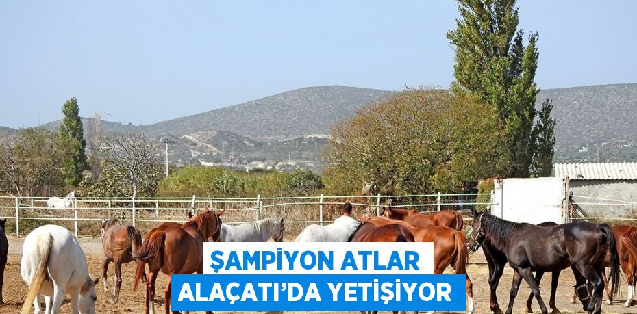 ŞAMPİYON ATLAR ALAÇATI’DA YETİŞİYOR