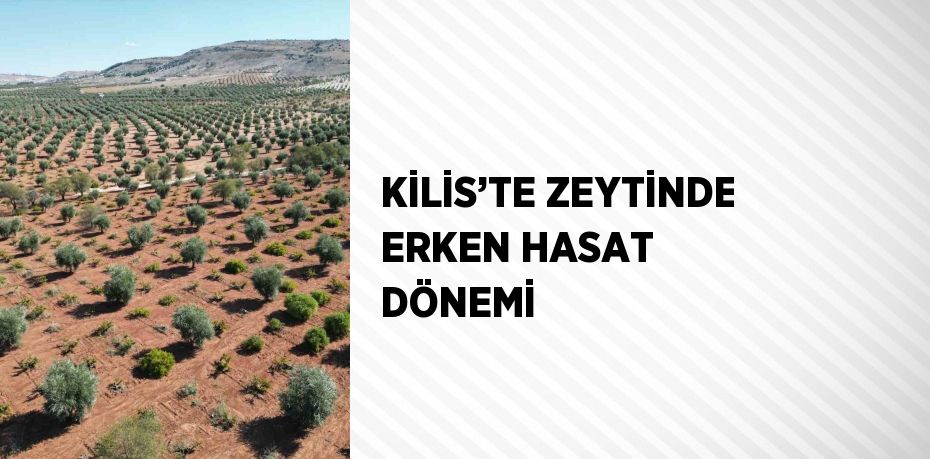 KİLİS’TE ZEYTİNDE ERKEN HASAT DÖNEMİ