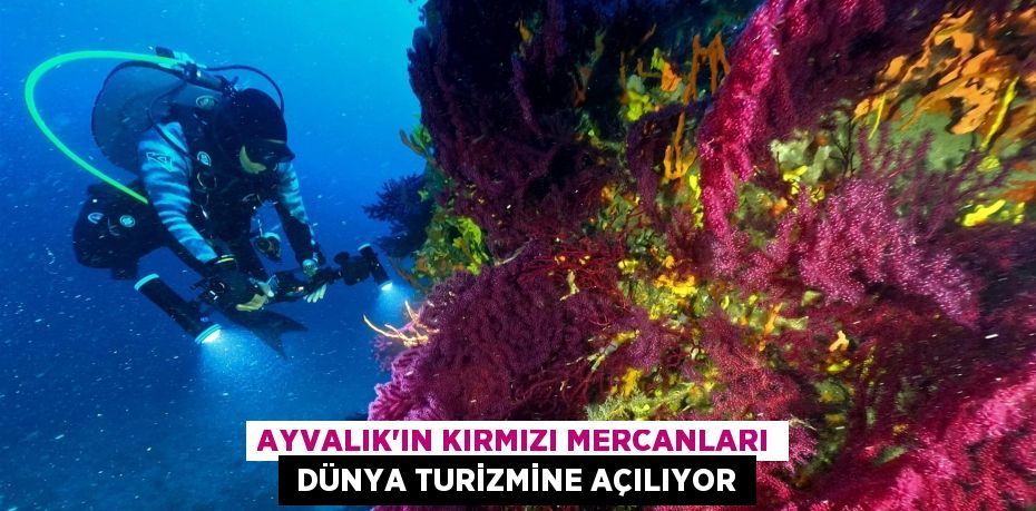 AYVALIK’IN KIRMIZI MERCANLARI  DÜNYA TURİZMİNE AÇILIYOR