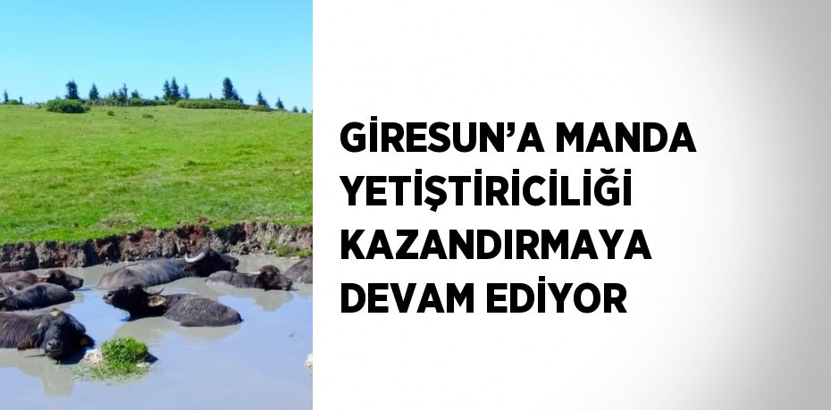 GİRESUN’A MANDA YETİŞTİRİCİLİĞİ KAZANDIRMAYA DEVAM EDİYOR