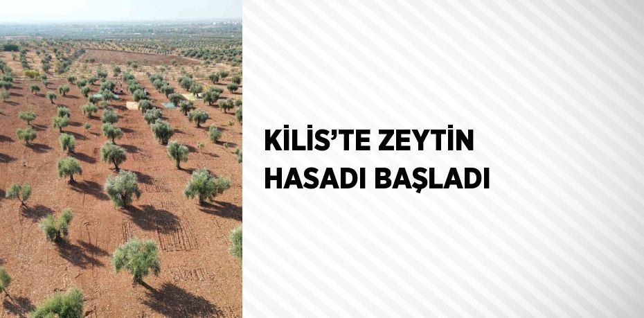 KİLİS’TE ZEYTİN HASADI BAŞLADI