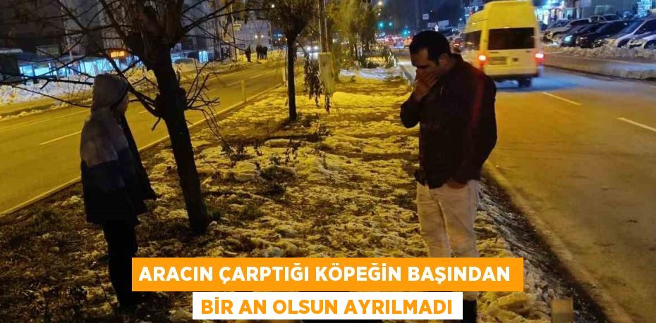 ARACIN ÇARPTIĞI KÖPEĞİN BAŞINDAN BİR AN OLSUN AYRILMADI