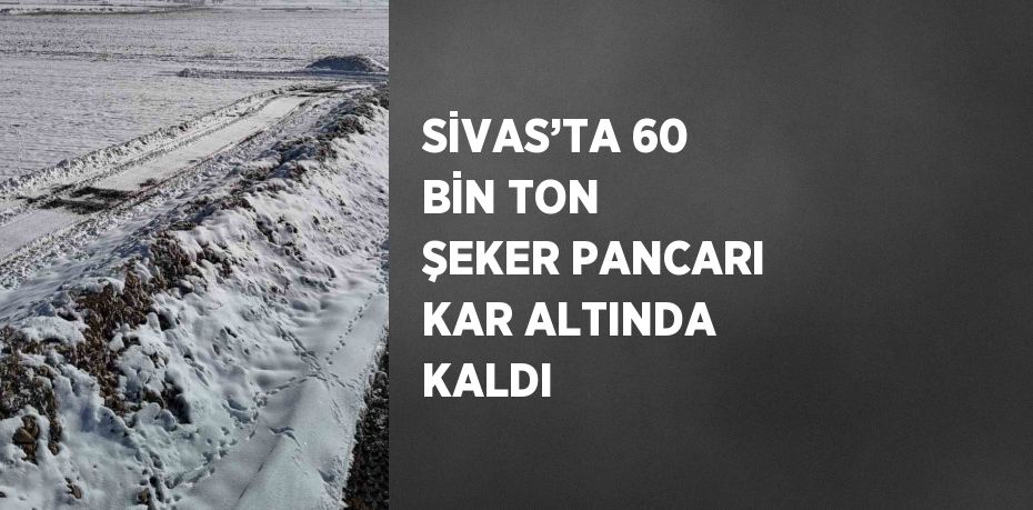 SİVAS’TA 60 BİN TON ŞEKER PANCARI KAR ALTINDA KALDI