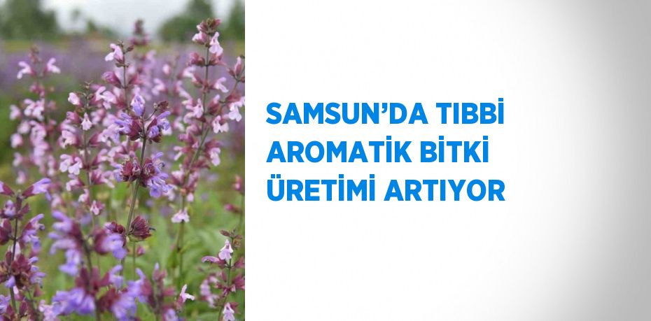 SAMSUN’DA TIBBİ AROMATİK BİTKİ ÜRETİMİ ARTIYOR