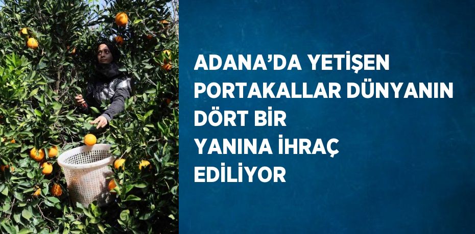 ADANA’DA YETİŞEN PORTAKALLAR DÜNYANIN DÖRT BİR YANINA İHRAÇ EDİLİYOR