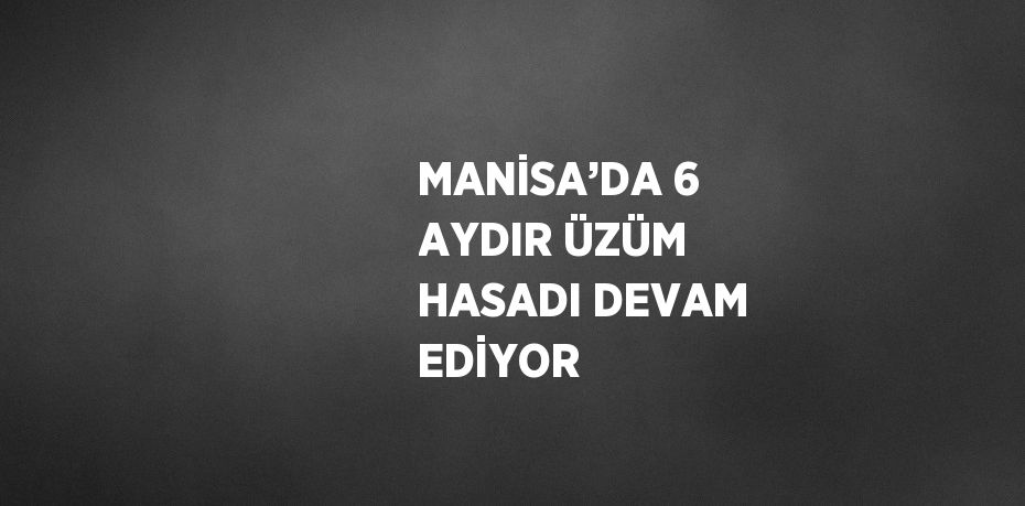 MANİSA’DA 6 AYDIR ÜZÜM HASADI DEVAM EDİYOR