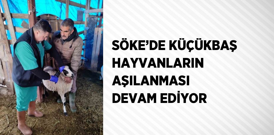 SÖKE’DE KÜÇÜKBAŞ HAYVANLARIN AŞILANMASI DEVAM EDİYOR