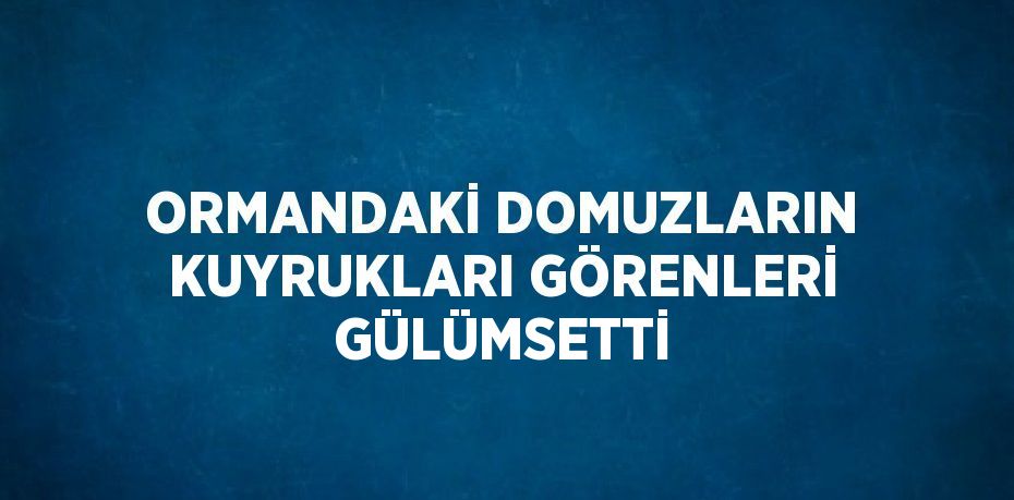 ORMANDAKİ DOMUZLARIN KUYRUKLARI GÖRENLERİ GÜLÜMSETTİ