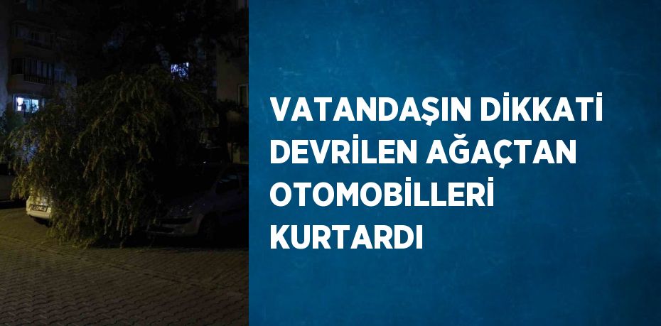 VATANDAŞIN DİKKATİ DEVRİLEN AĞAÇTAN OTOMOBİLLERİ KURTARDI