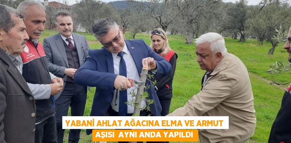 YABANİ AHLAT AĞACINA ELMA VE ARMUT AŞISI  AYNI ANDA YAPILDI