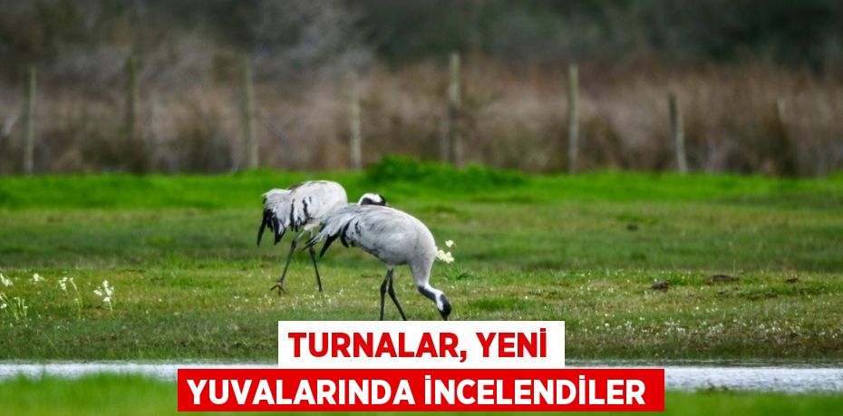 TURNALAR, YENİ YUVALARINDA İNCELENDİLER