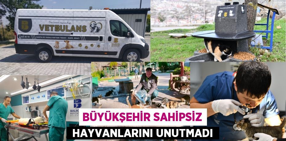 BÜYÜKŞEHİR SAHİPSİZ  HAYVANLARINI UNUTMADI