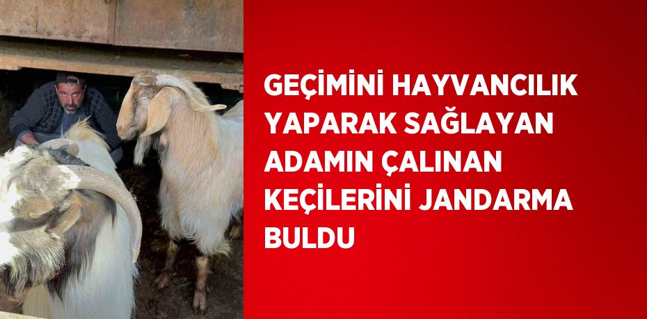 GEÇİMİNİ HAYVANCILIK YAPARAK SAĞLAYAN ADAMIN ÇALINAN KEÇİLERİNİ JANDARMA BULDU