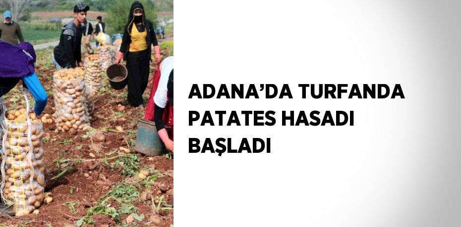 ADANA’DA TURFANDA PATATES HASADI BAŞLADI