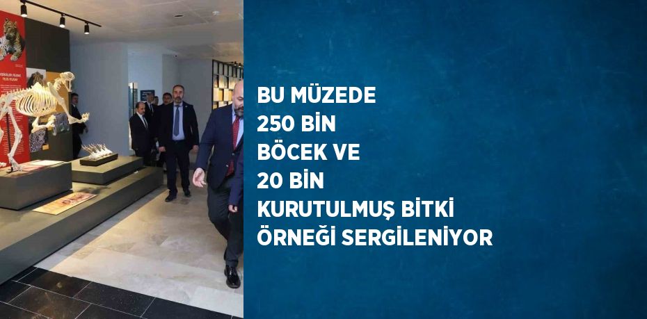 BU MÜZEDE 250 BİN BÖCEK VE 20 BİN KURUTULMUŞ BİTKİ ÖRNEĞİ SERGİLENİYOR