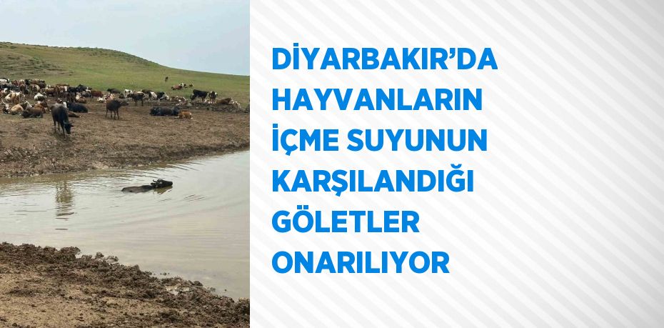 DİYARBAKIR’DA HAYVANLARIN İÇME SUYUNUN KARŞILANDIĞI GÖLETLER ONARILIYOR