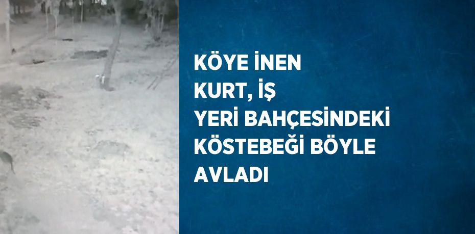 KÖYE İNEN KURT, İŞ YERİ BAHÇESİNDEKİ KÖSTEBEĞİ BÖYLE AVLADI