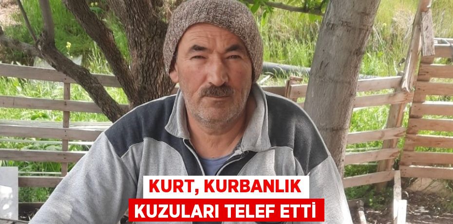 KURT, KURBANLIK KUZULARI TELEF ETTİ