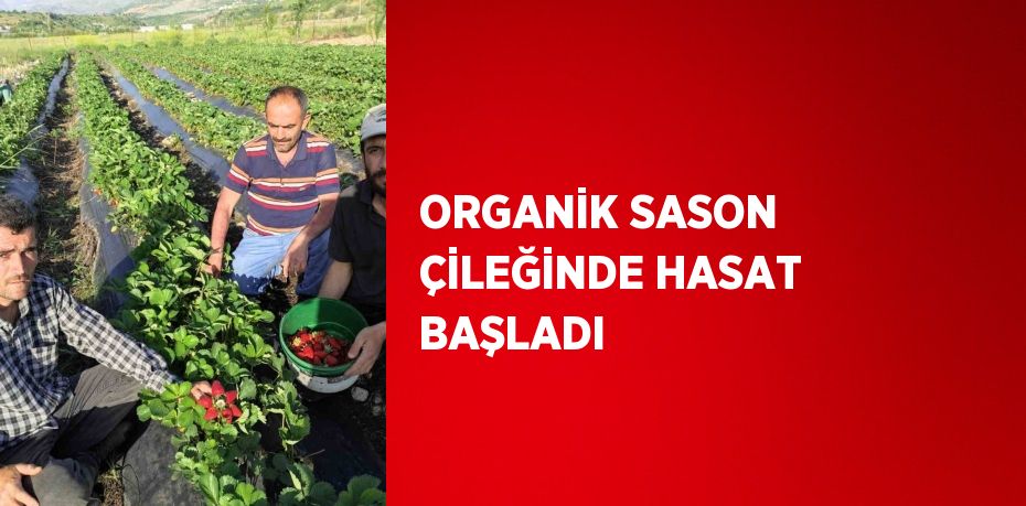 ORGANİK SASON ÇİLEĞİNDE HASAT BAŞLADI