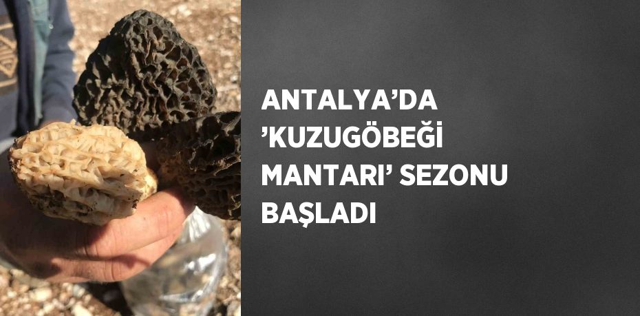 ANTALYA’DA ’KUZUGÖBEĞİ MANTARI’ SEZONU BAŞLADI