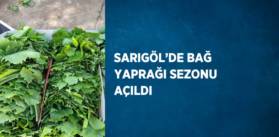 SARIGÖL’DE BAĞ YAPRAĞI SEZONU AÇILDI